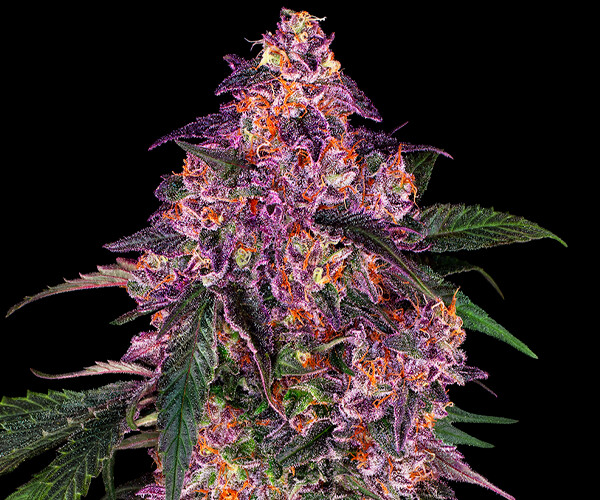 Sensi Purple Kush