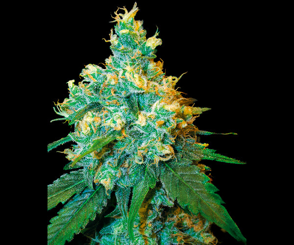 Jack Herer Feminizada