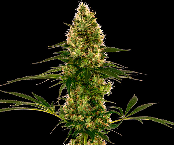 Auto Blue Gullet