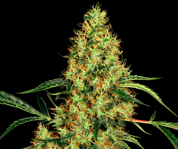 Mexican Sativa Feminizada