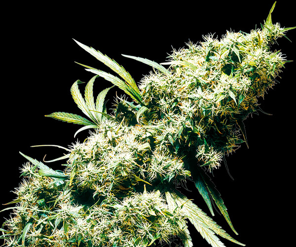 Jamaican Pearl Feminizada
