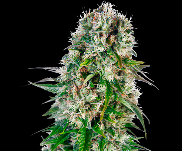 Auto Big Bud