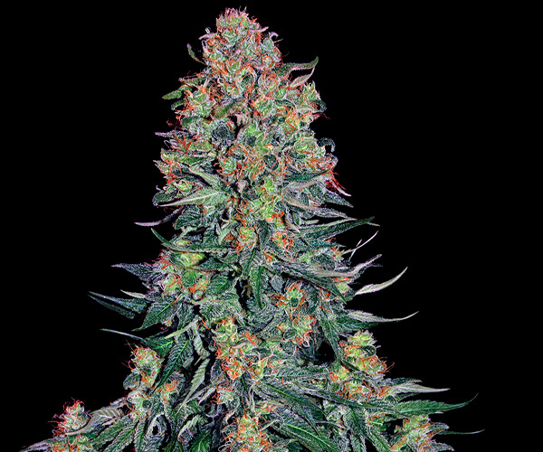 Blue Skunk