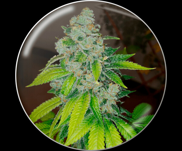 Zkittlez