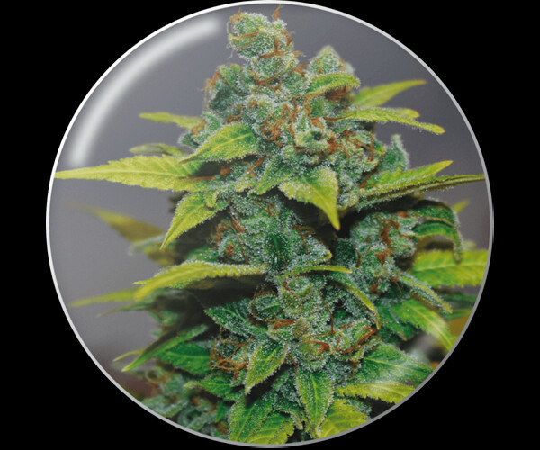 Elixir Vitae CBD