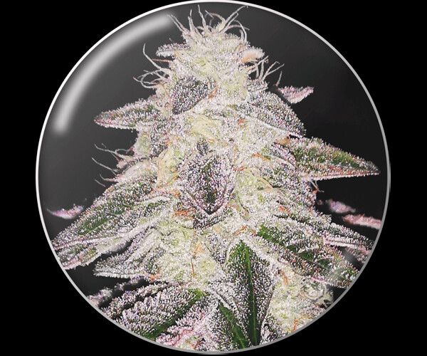 Medical Runntz