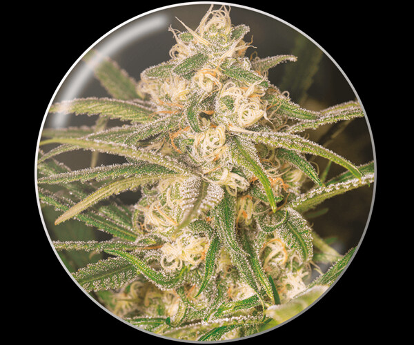 Auto No Name