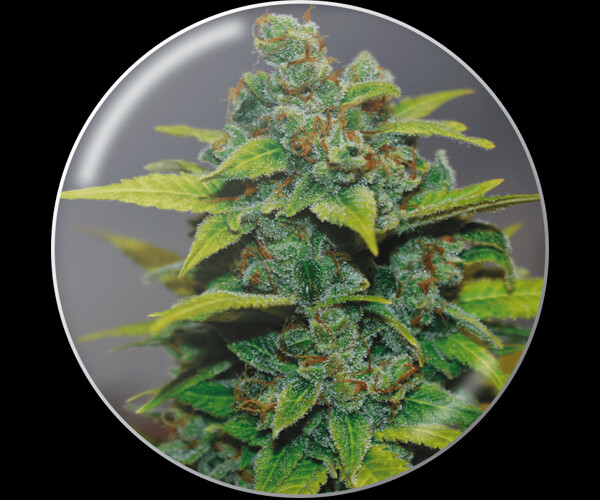 Banana Zkittlez