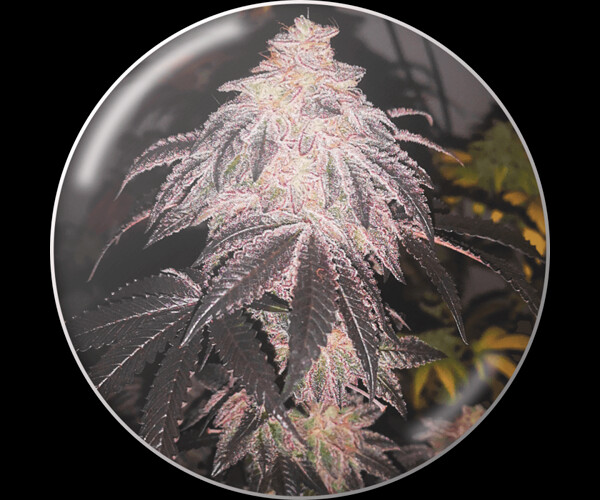 Auto Cookies Sherbert