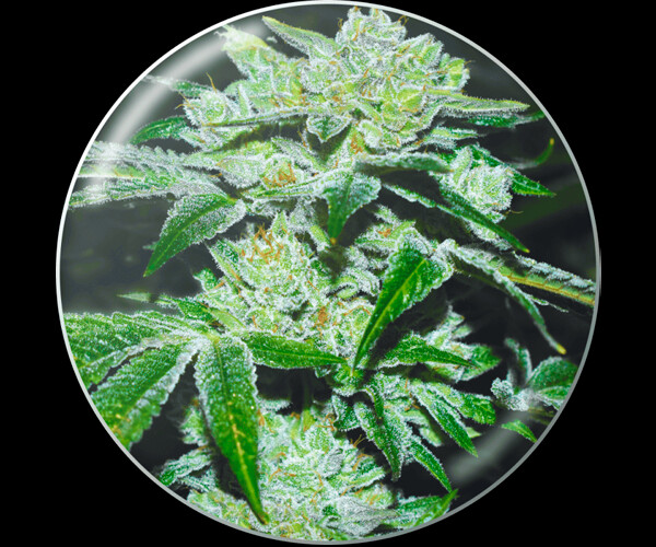 Sour Glue
