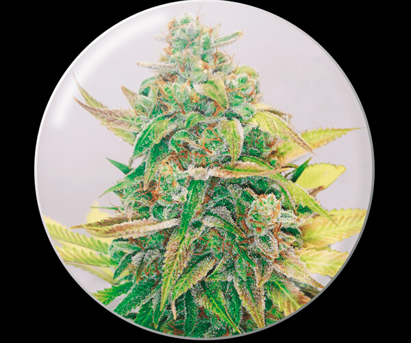 Strawberry Cake CBD