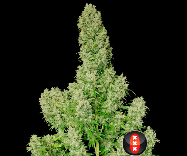 White Russian