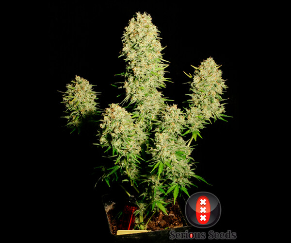 Chronic