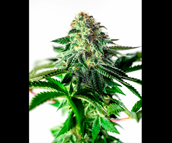 Auto Sticky Dream