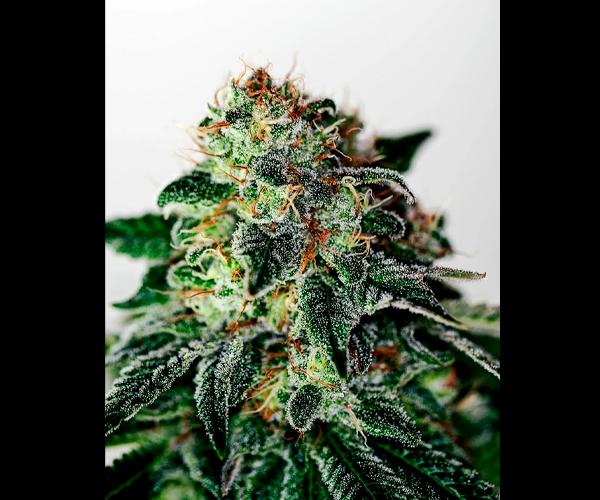 Auto Mystic Cookie