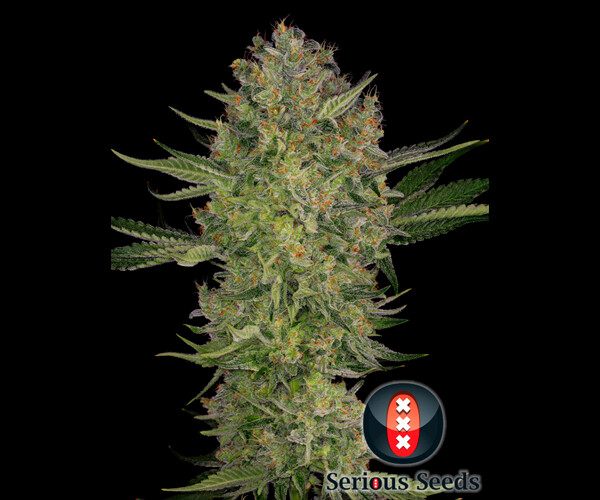 Serious Kush
