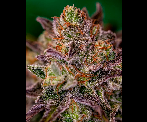 Purple Cherry