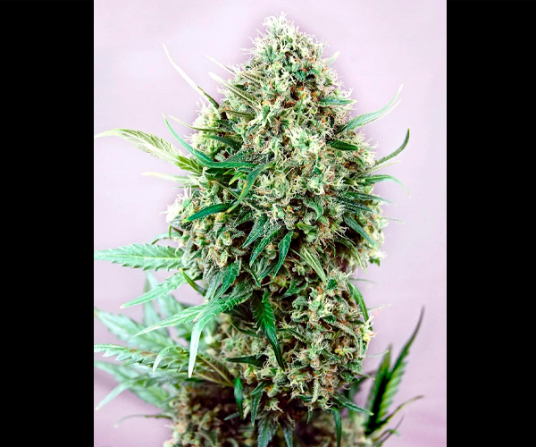 Jack Diesel