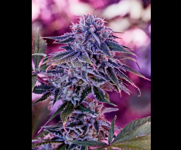 Blue Rhino