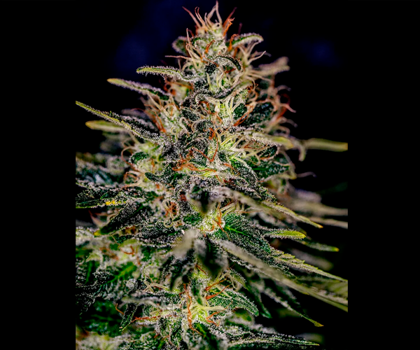 Lemon Trip