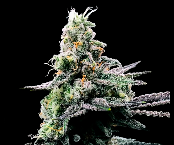 Purple Kosher