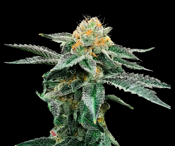 Kosher Cookies