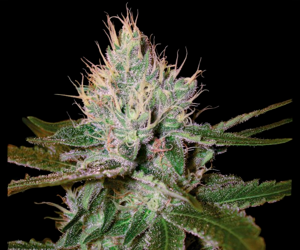 Cannalope Haze