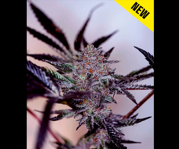 Auto Purple Cherry