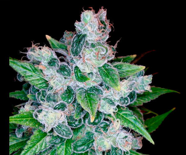 Kandy Kush