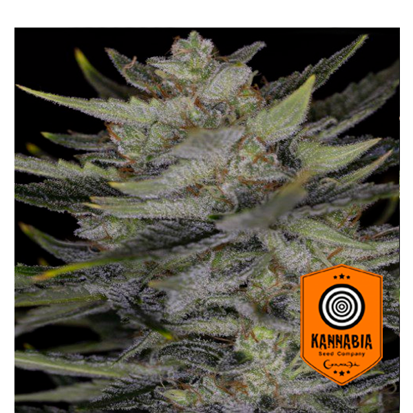 Auto Gorilla King