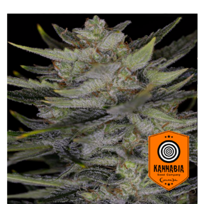 Auto Gorilla King