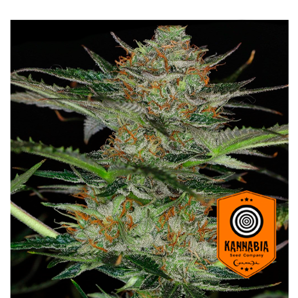Auto Dream Sherbet