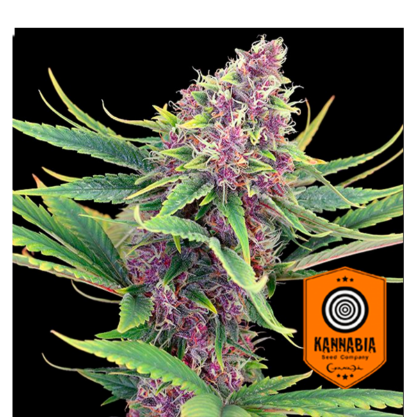 Purple Kush