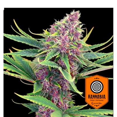 Purple Kush
