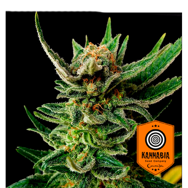 Gypsy Kush