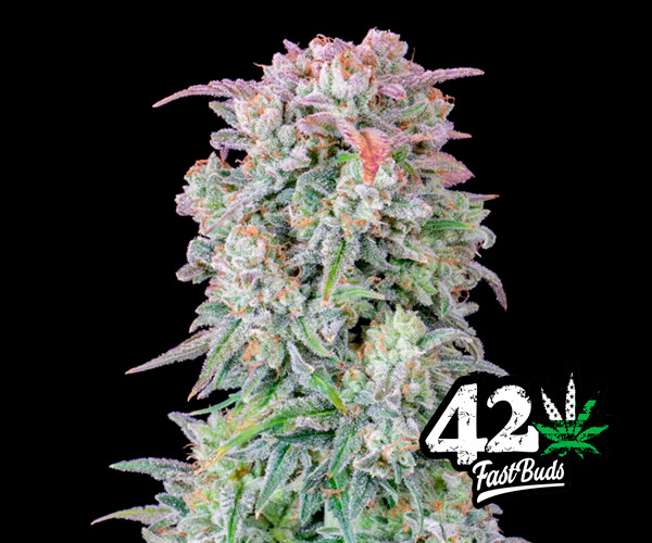 Afghan Kush Auto