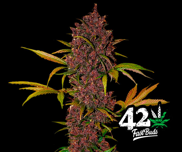LSD-25 Auto