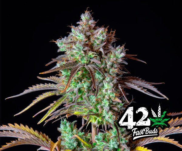 Big Bud Auto