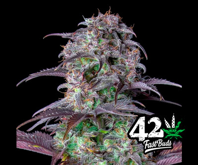 Blueberry Auto
