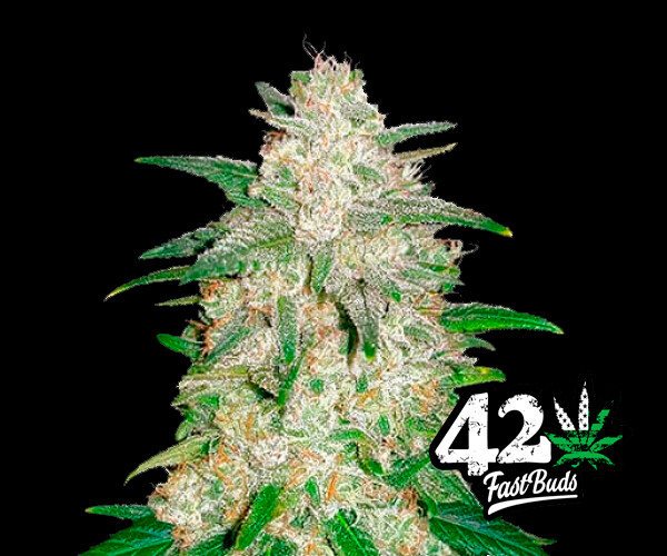 Gelato Auto