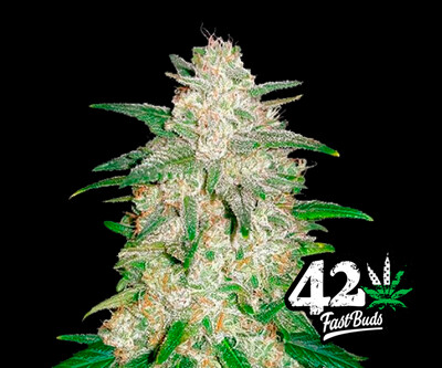 Gelato Auto