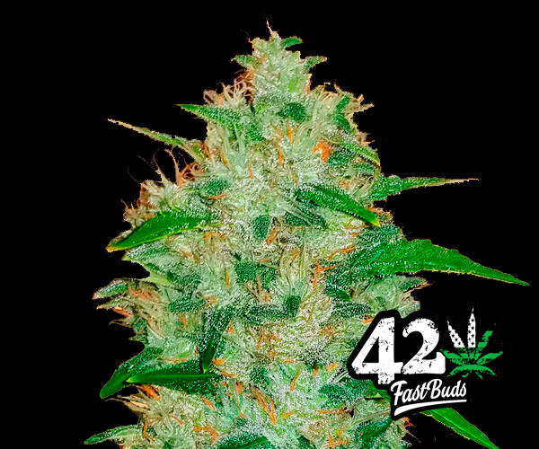 Chem Dawg Auto