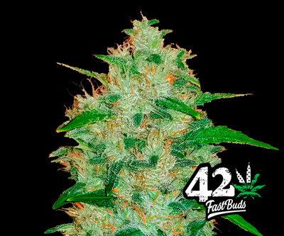 Chem Dawg Auto