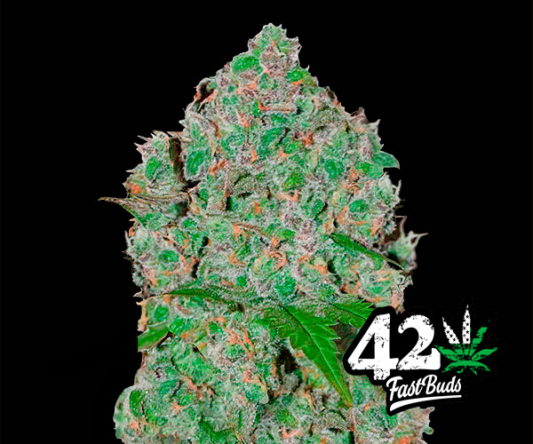 Orange Sherbet Auto