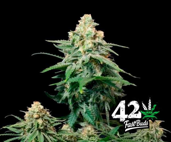 Wedding Cheese cake Auto