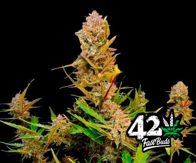 Apricot Auto