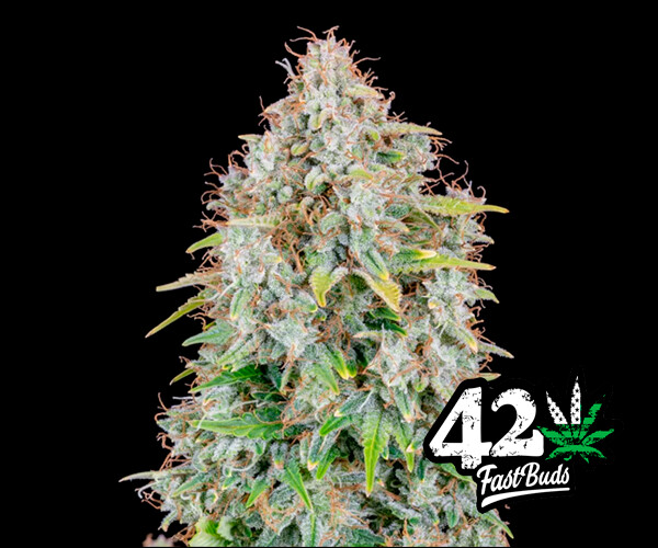 Cinderella Auto