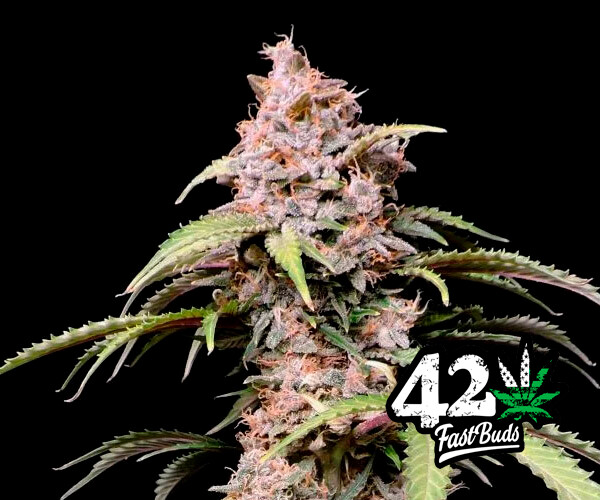 Amnesia Zkittlez Auto