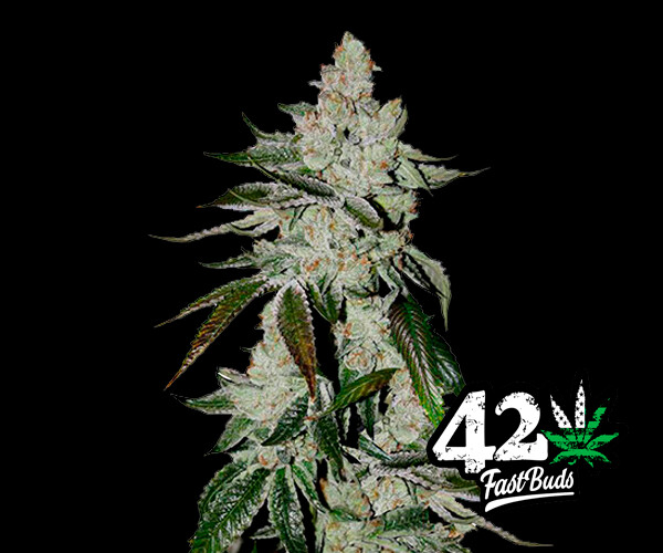 Girl Scout Cookies Auto