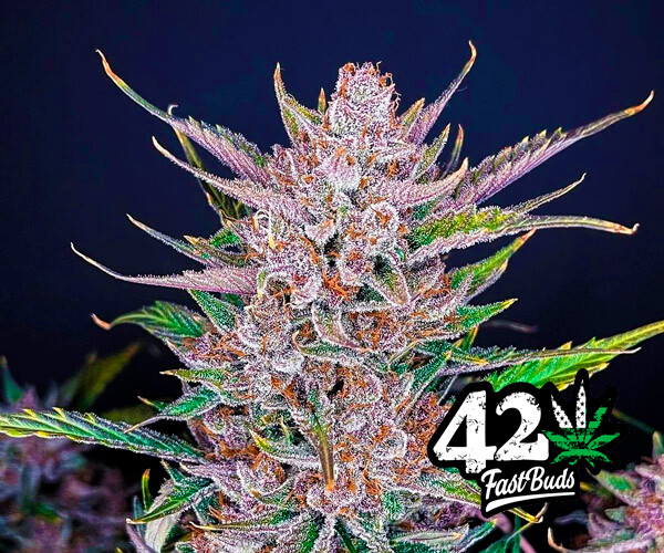 Gorilla Punch Auto